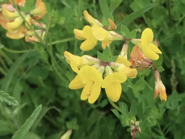 Flowers 12