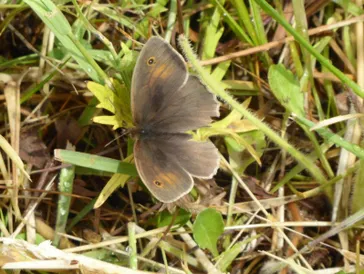 Meadow Brown