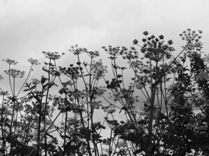 Seedhead Story_JT