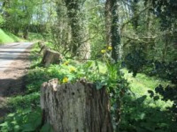 Woodland drive