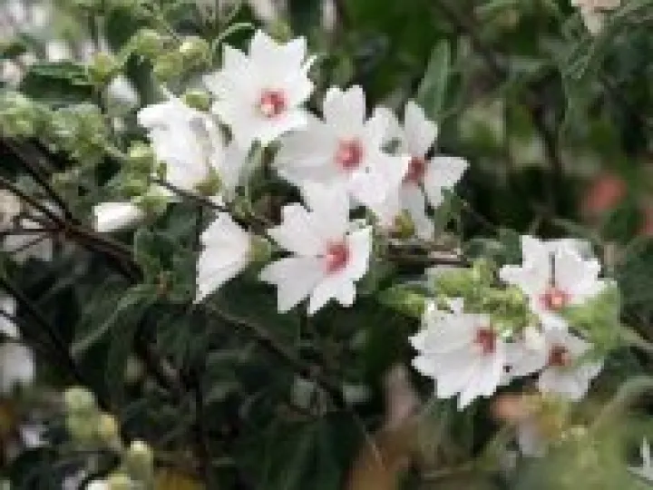 Village Flowers