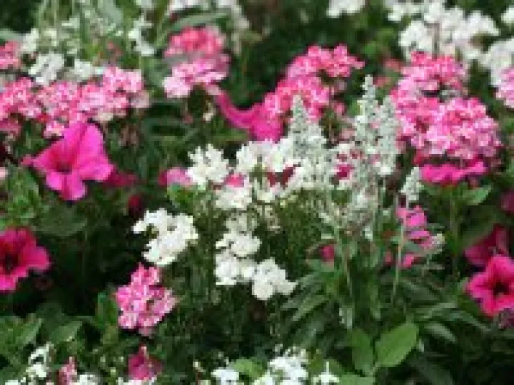 Village Flowers
