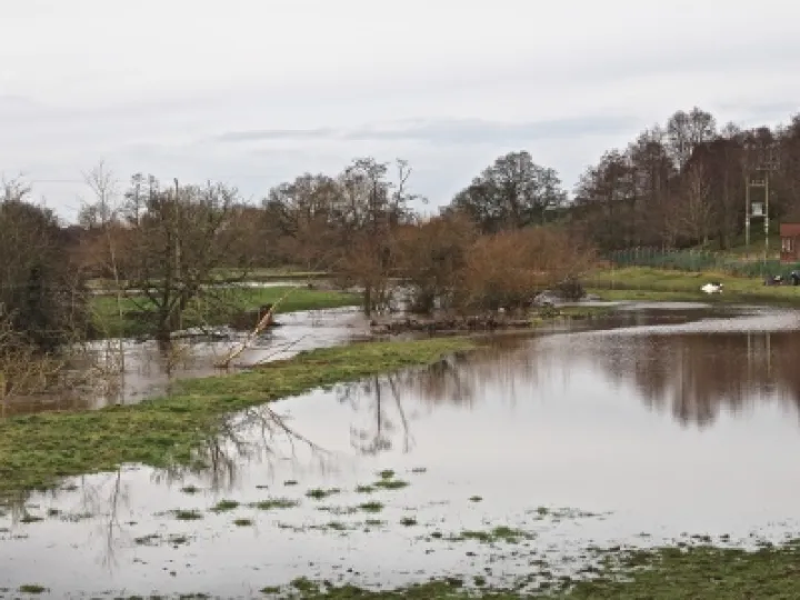 Weaver in Flood