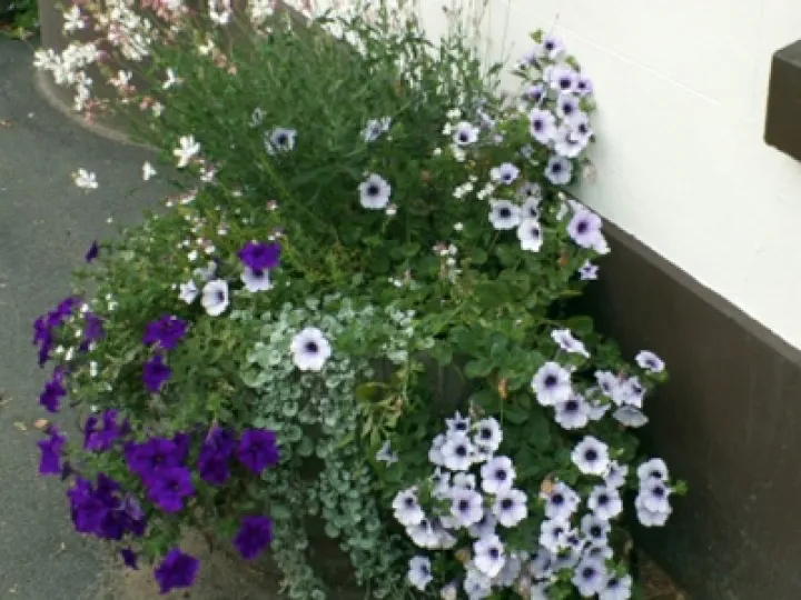 Audlem in Bloom