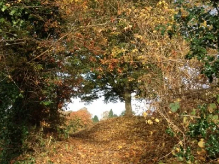 Autumn Leaves