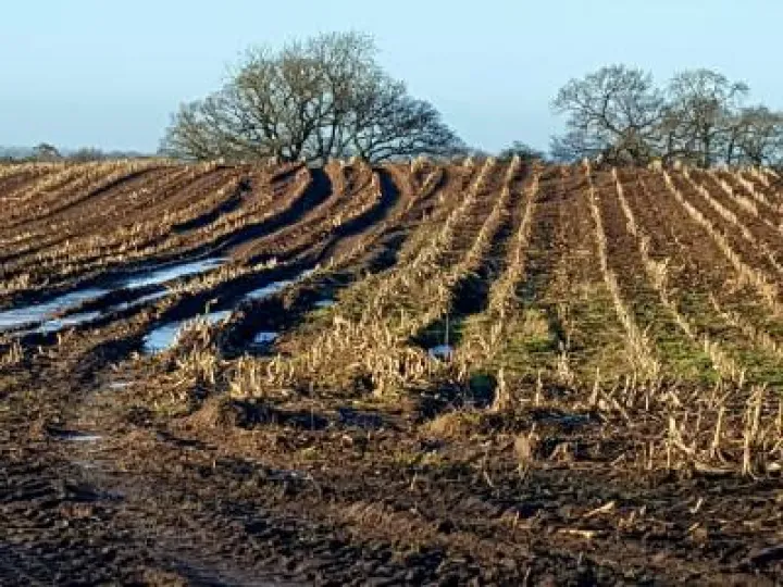 January 2017
