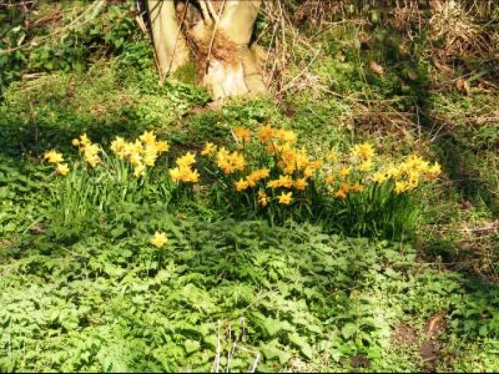 Spring Canal Scenes