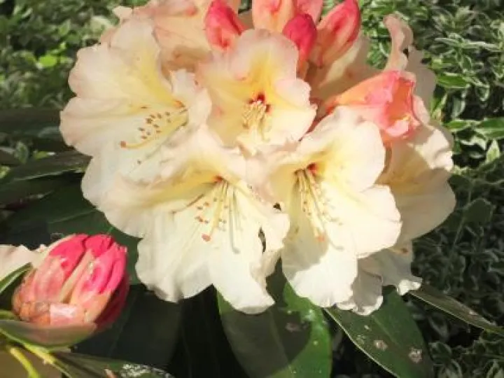 Spring Flowers