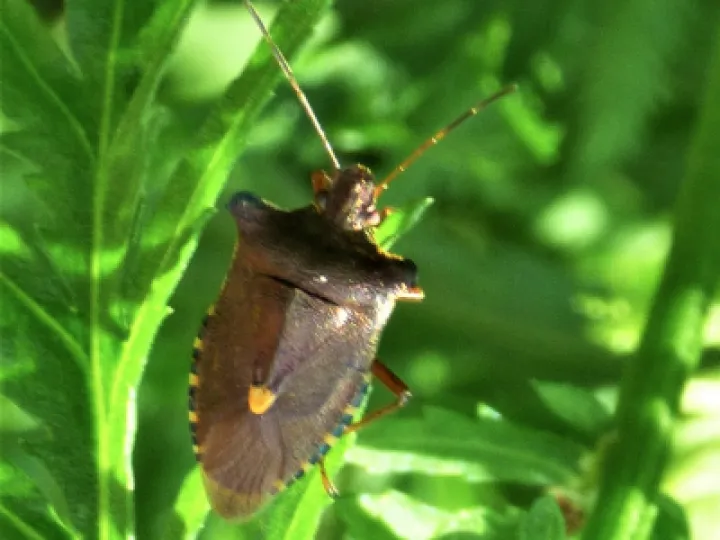 Turnpike field wildlife