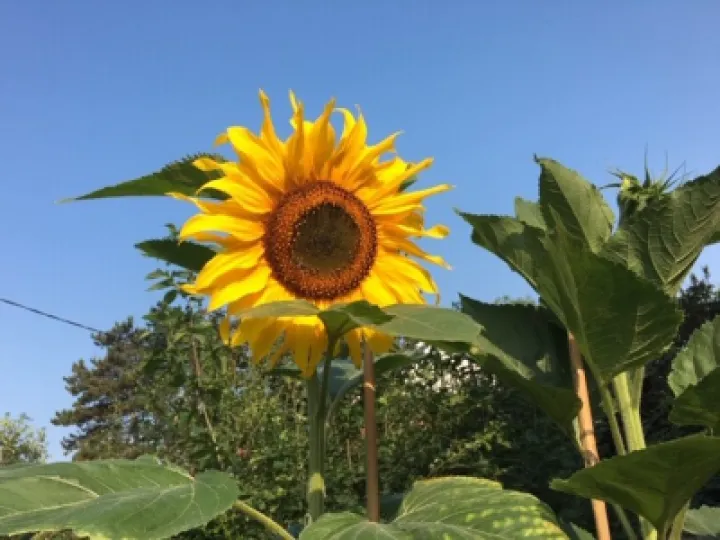 sunflowers