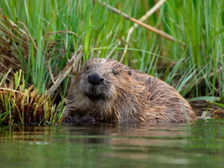 beaver-2-M500419