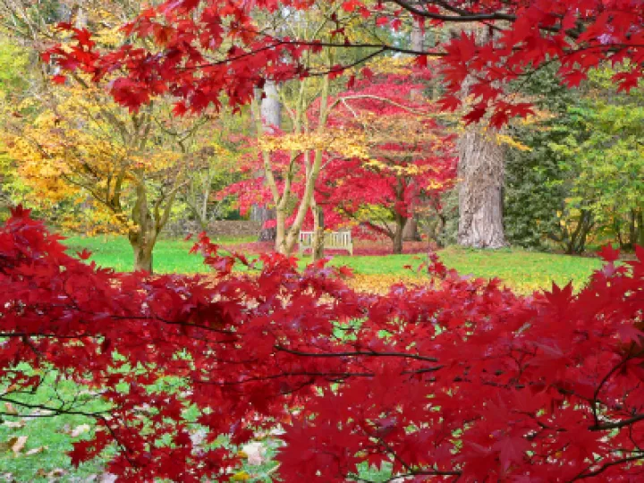 Autumn Glory