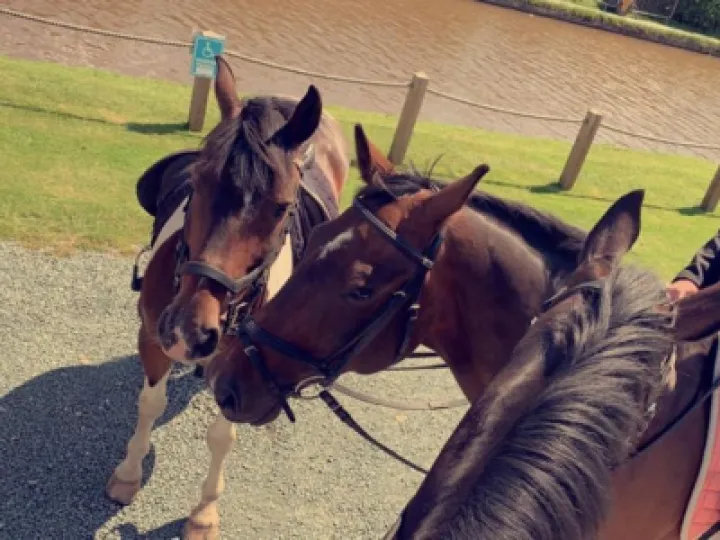 horses