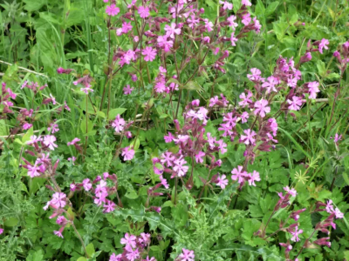 Dame's Violets
