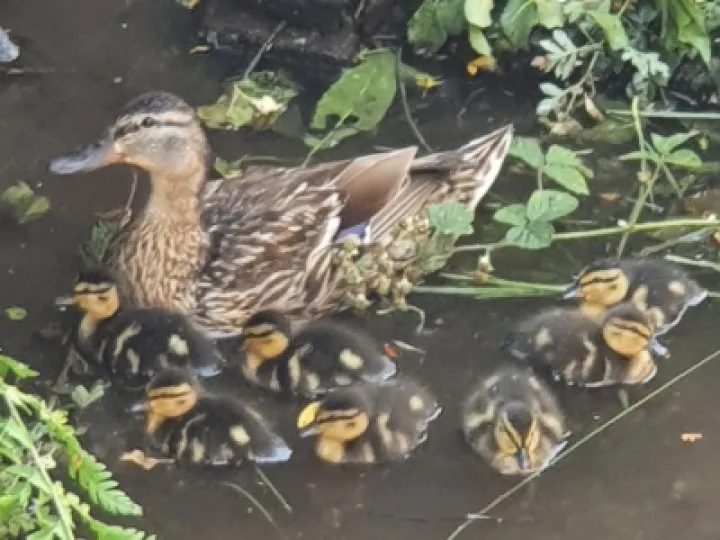 roys ducks
