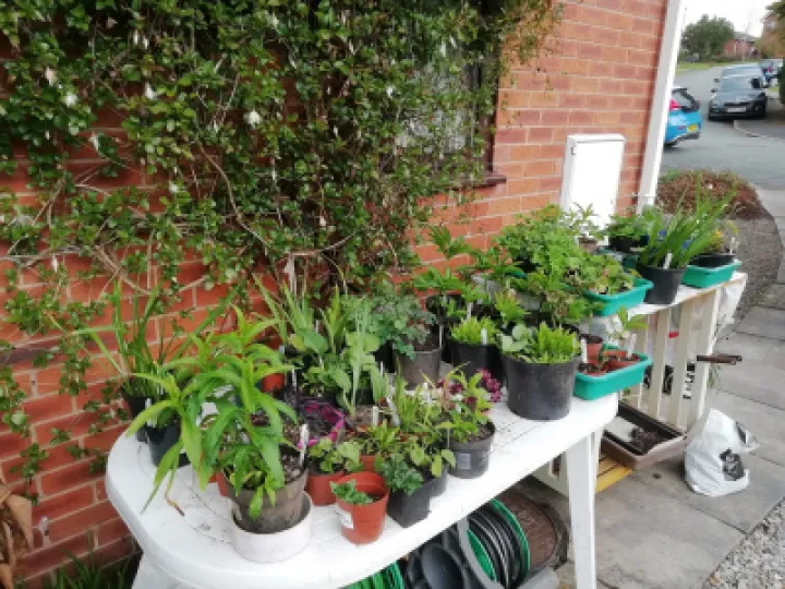 charity shop plants