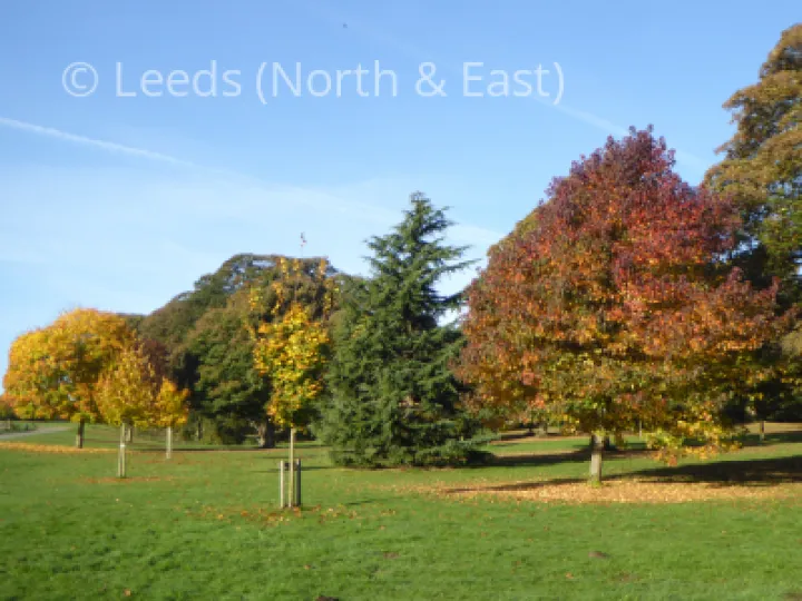 Autumn Tree1