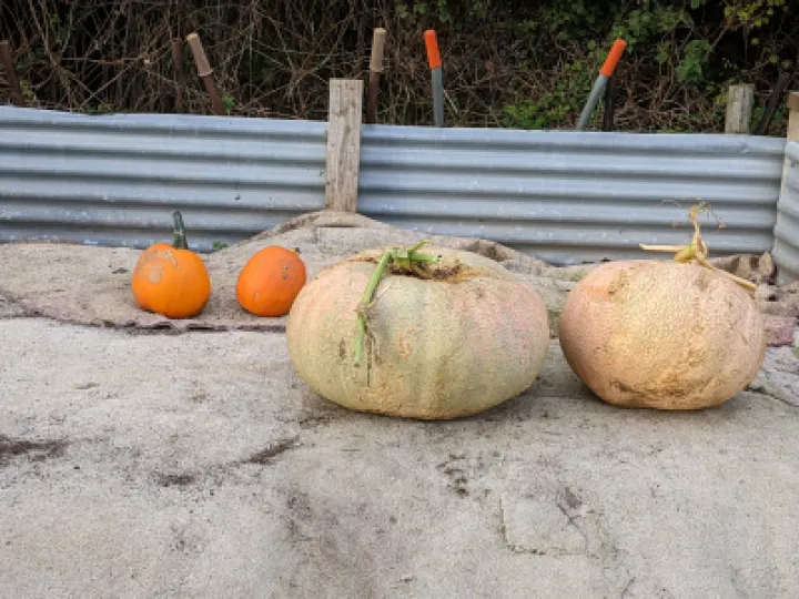 Pumpkin 2