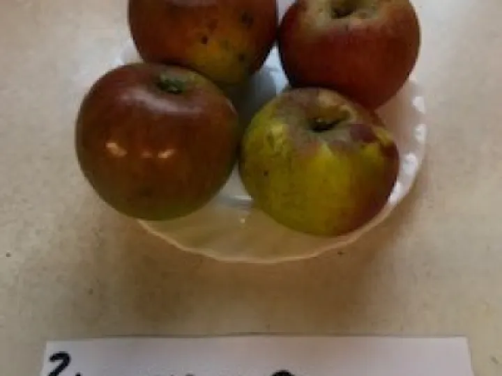 Blenheim Orange