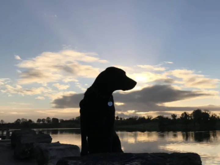 Madai irish dawn