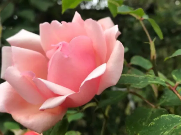 Ralph's Rose