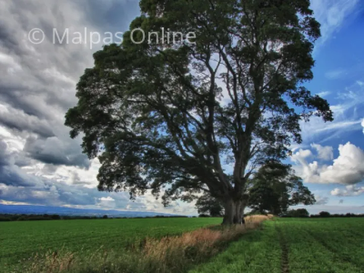 Ox Heys Trees