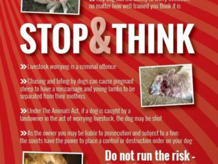 dog worrying
