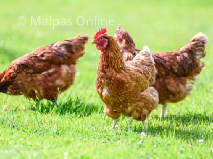 Avian  Bird Flu