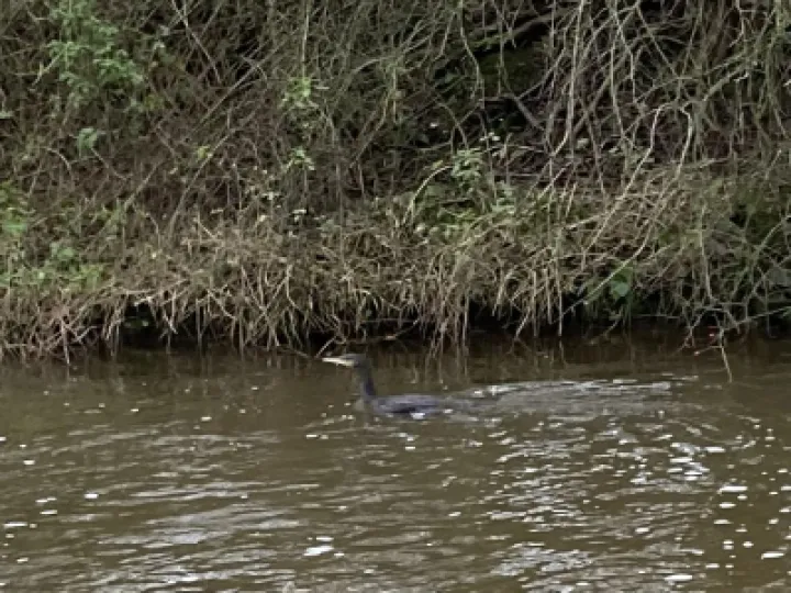 cormorant
