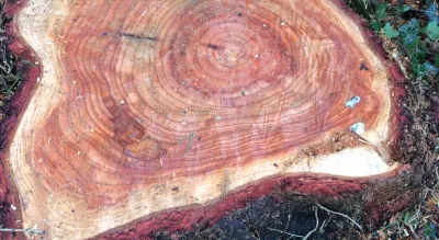 St Chads tree