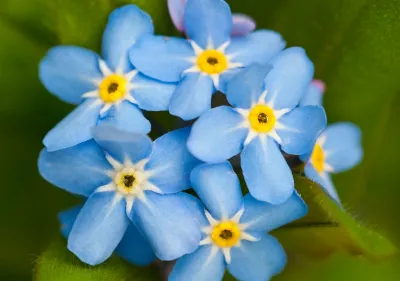 Forget me not