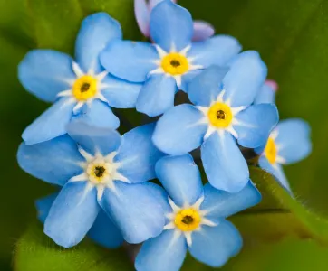 Forget me not