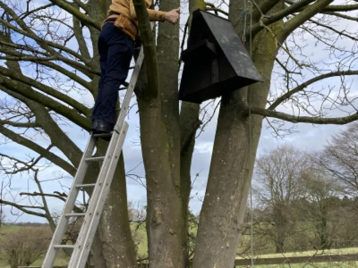 Barn Owl Box