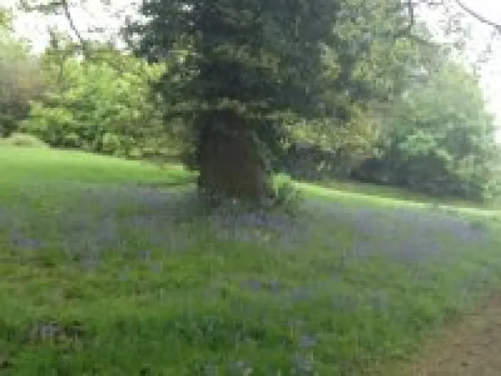 Bluebells
