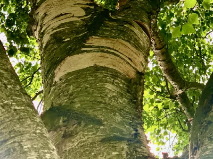Stripped Bark 1