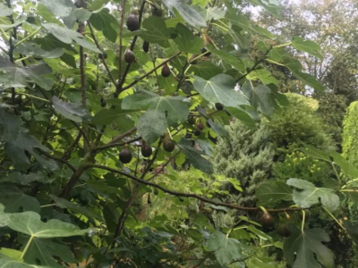 Fig Tree