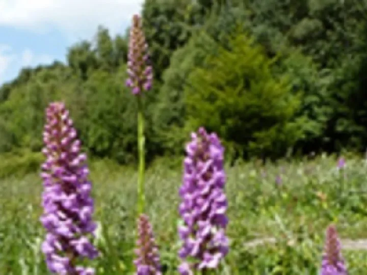 Northwich Woodlands