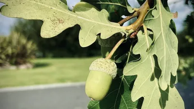 acorn