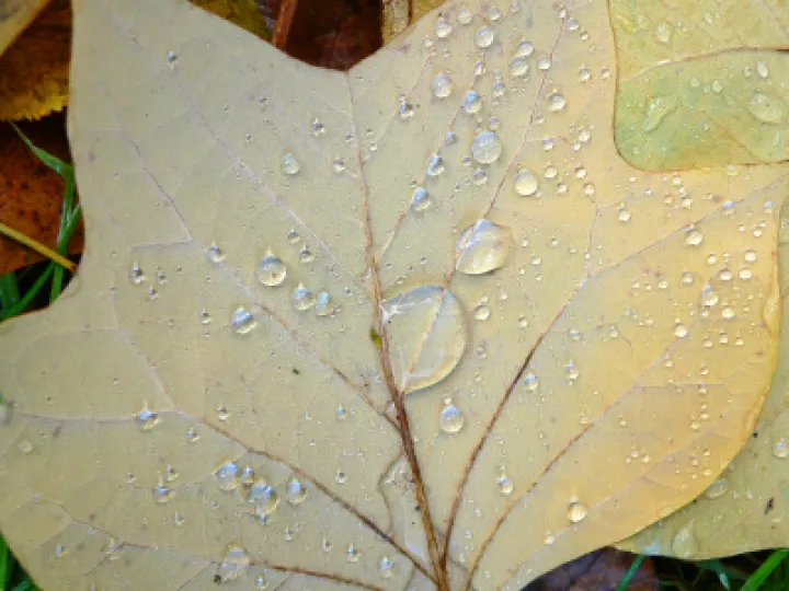White Leaf