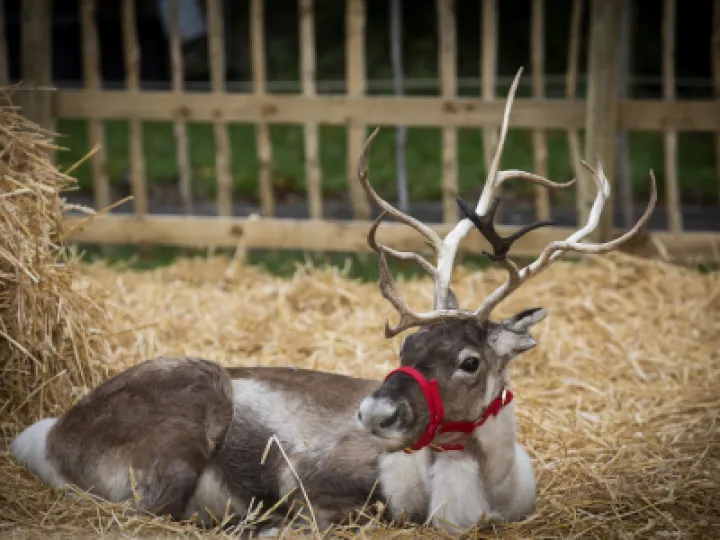 reindeer 3n