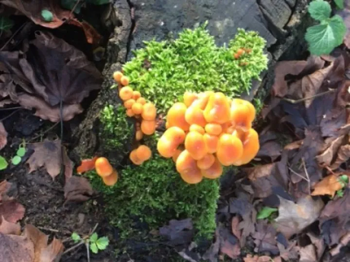 fungi