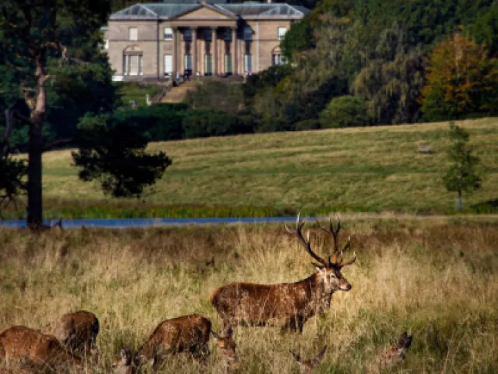 Tatton Park Deer