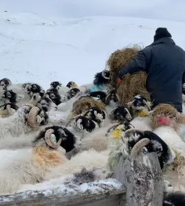 FeedSheep