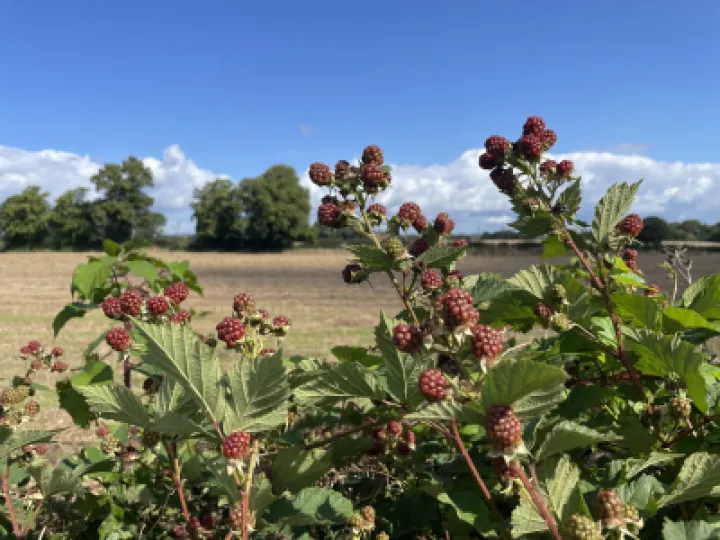 Wild berries walton