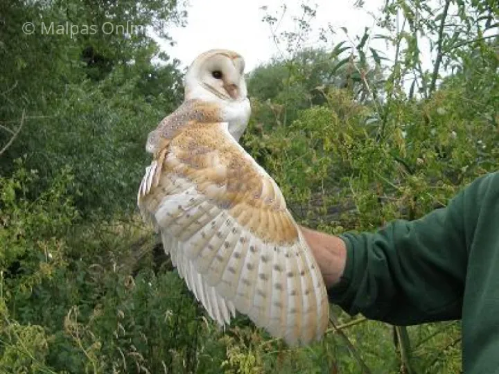 Barn owl1