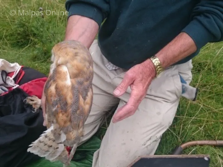 Barn owl 1