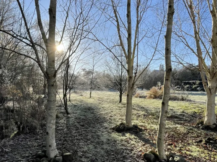 December23 garden