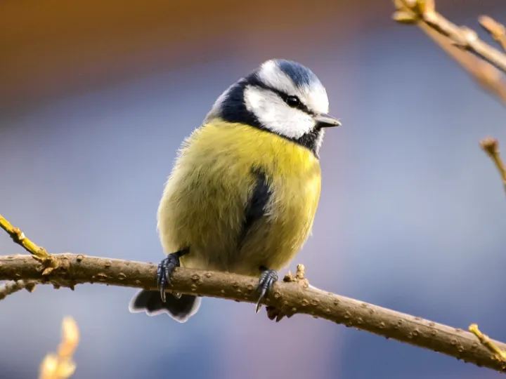 Yellow and White Bird