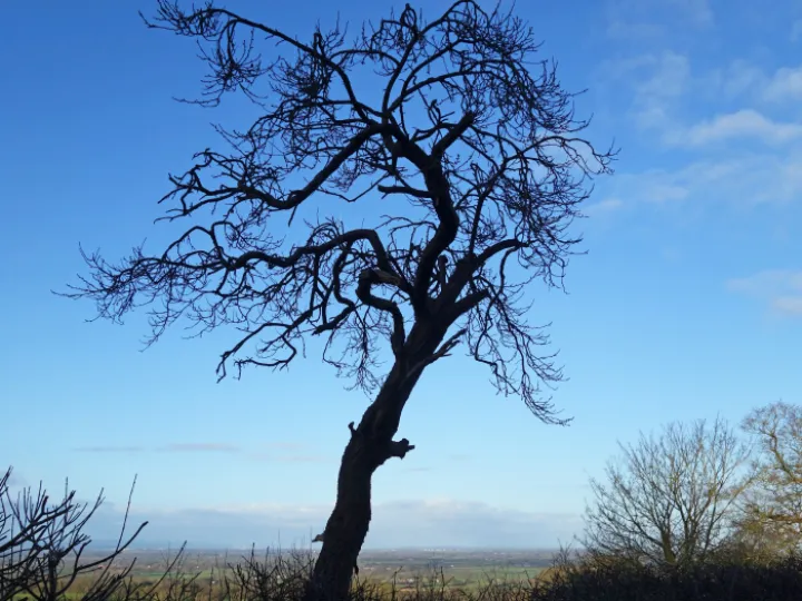 RR Lone Tree S02638