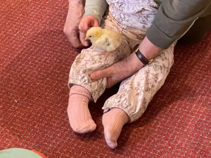 Acorns Chick